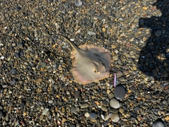 アカエイの釣果
