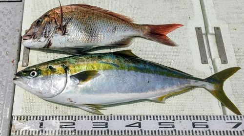 メジロの釣果