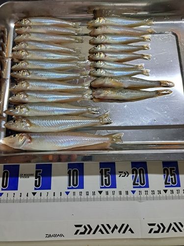シロギスの釣果