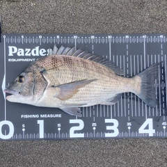 チヌの釣果