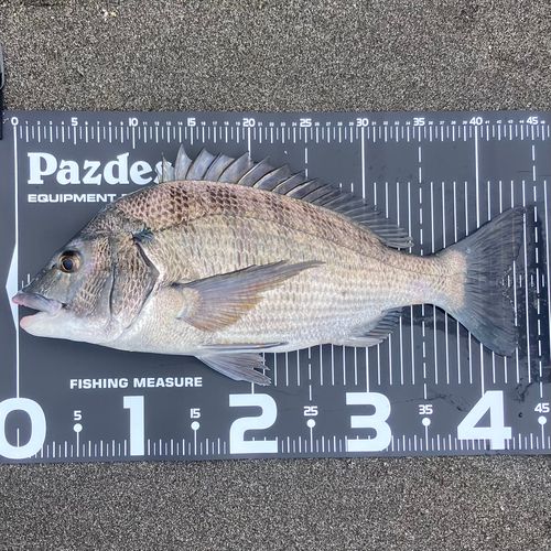 チヌの釣果