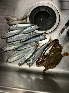 サバの釣果