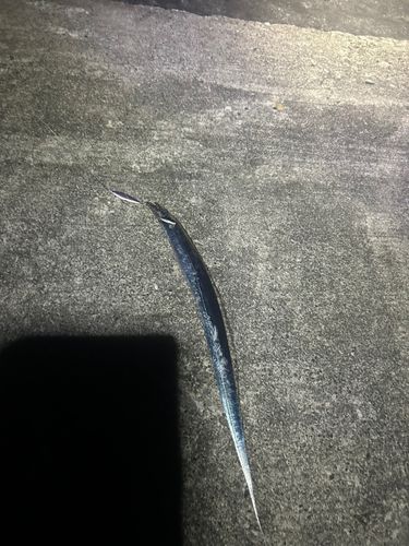 タチウオの釣果
