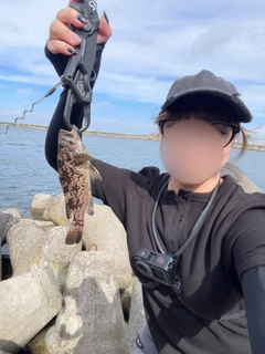 クロソイの釣果