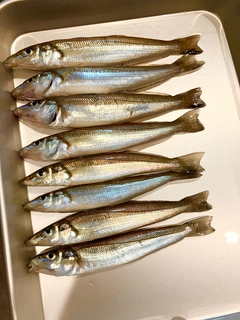 キスの釣果