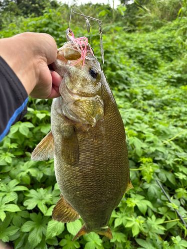 スモールマウスバスの釣果