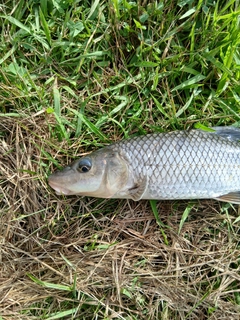 アメリカナマズの釣果