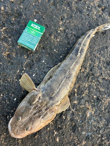 マゴチの釣果