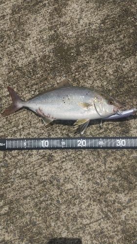 ショゴの釣果
