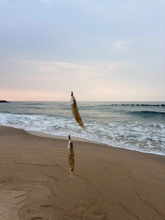 キスの釣果