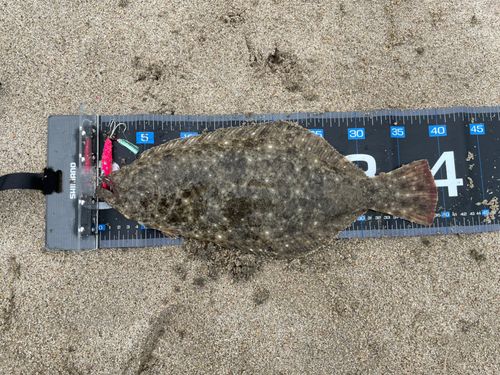 ソゲの釣果
