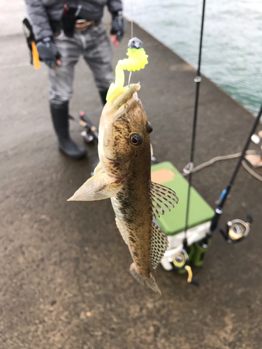 ハゼの釣果