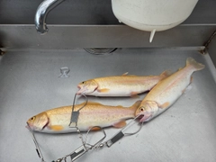 ニジマスの釣果