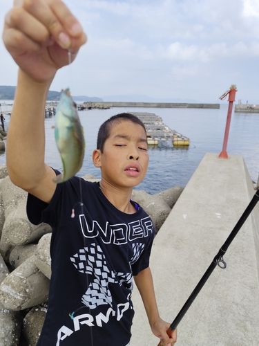 ホシササノハベラの釣果