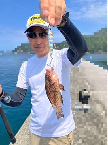 オオモンハタの釣果
