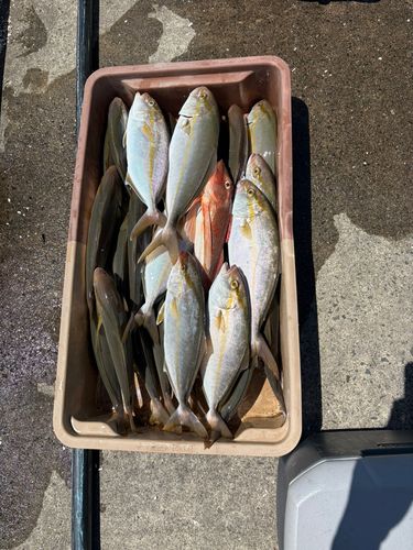 ショゴの釣果
