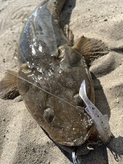 マゴチの釣果