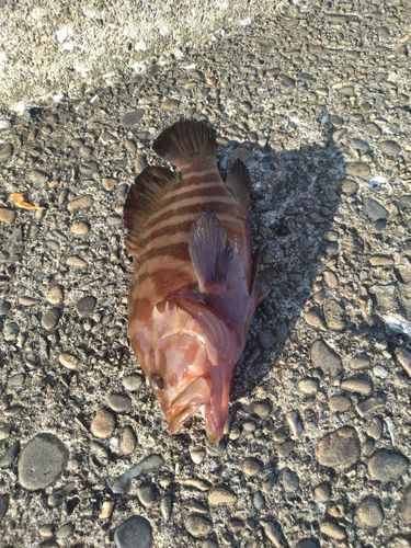 ヤミハタの釣果