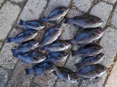 グレの釣果