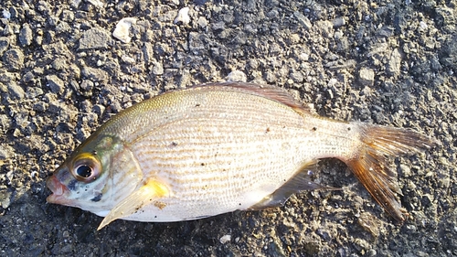 ウミタナゴの釣果