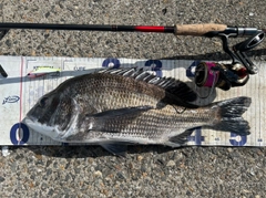 クロダイの釣果