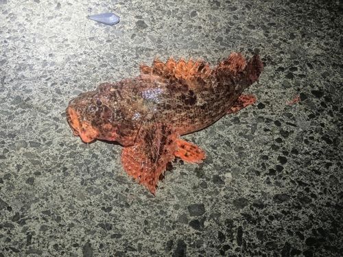 オニカサゴの釣果