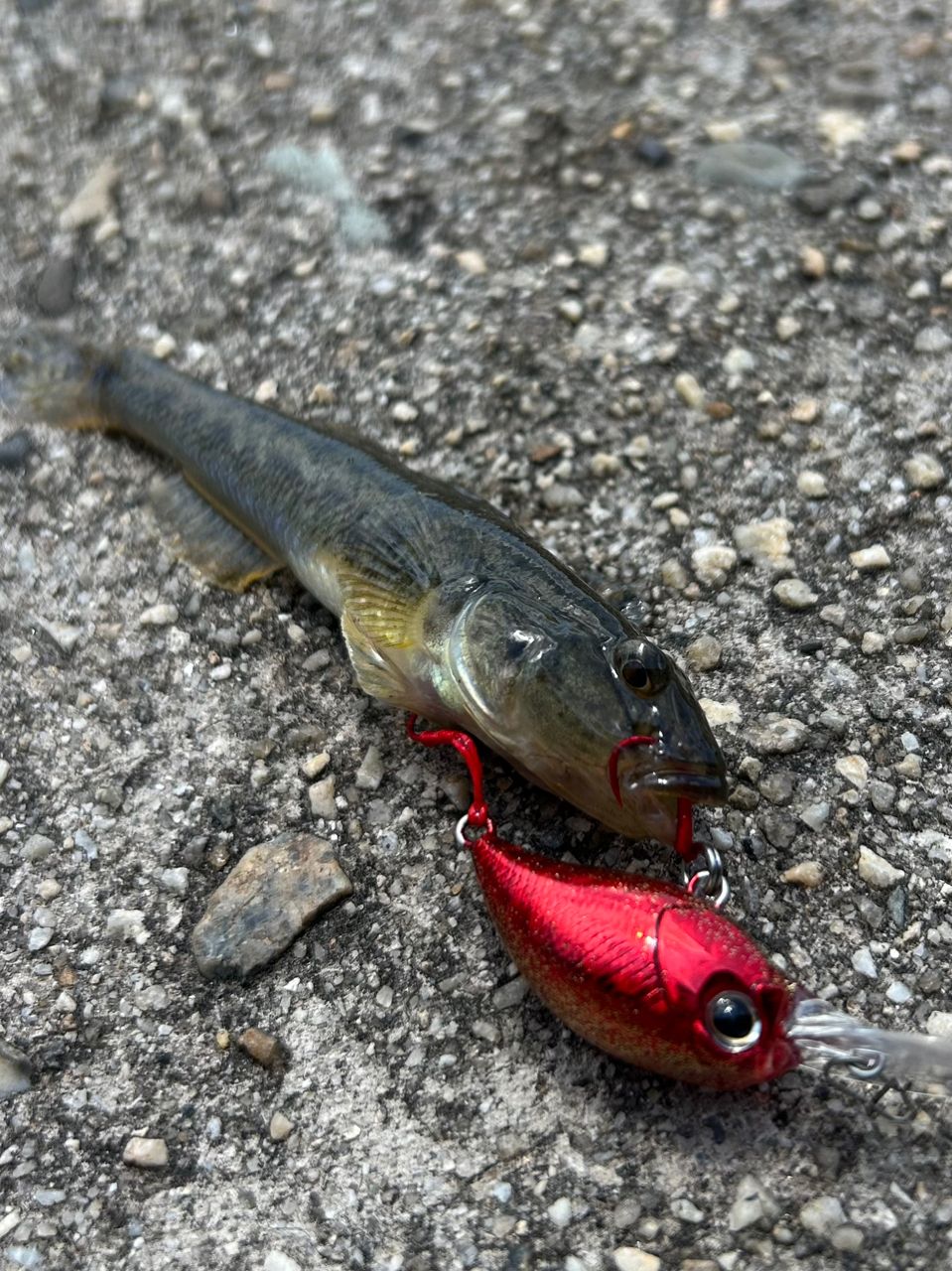 DAIWA メバリング X 2016年モデルの最安値・インプレ・釣果 | 本音の