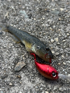ハゼの釣果