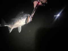 キビレの釣果