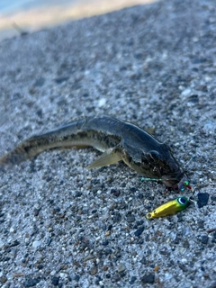 ハゼの釣果