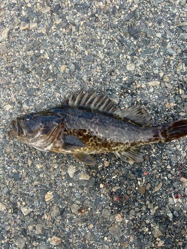 タケノコメバルの釣果