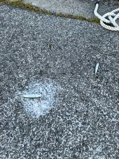 サバの釣果