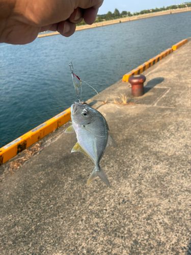 メッキの釣果