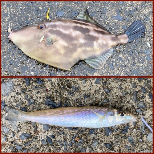ウマヅラハギの釣果