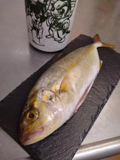 ショゴの釣果