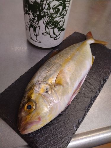 ショゴの釣果