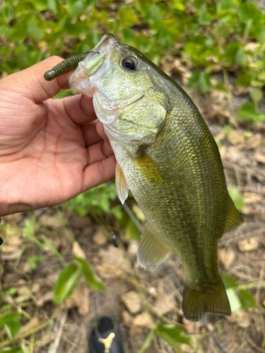 ラージマウスバスの釣果