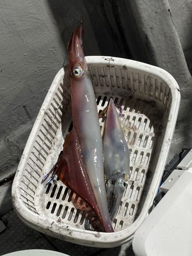 アカイカの釣果