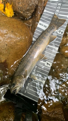オショロコマの釣果