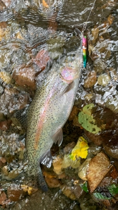 ニジマスの釣果