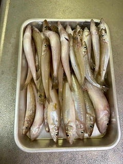シロギスの釣果