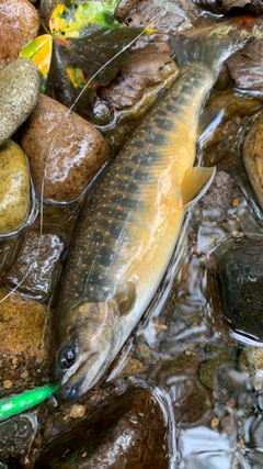 オショロコマの釣果