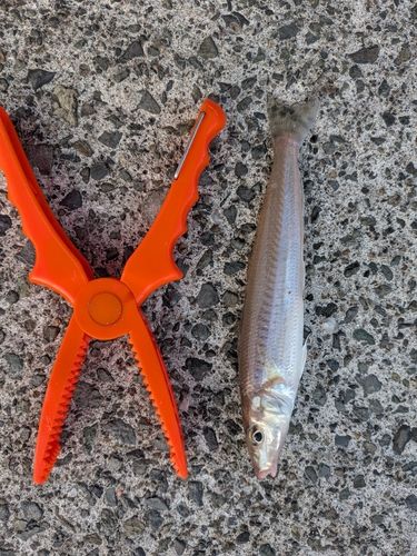 キスの釣果