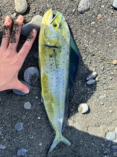 シイラの釣果