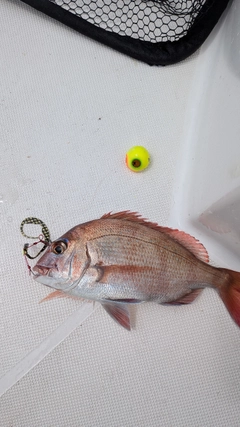 マダイの釣果