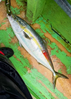 ワラサの釣果