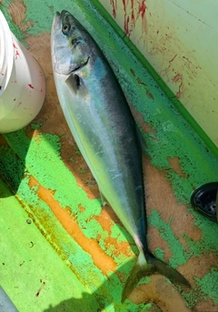 ブリの釣果
