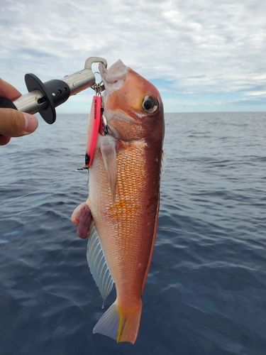 アカアマダイの釣果
