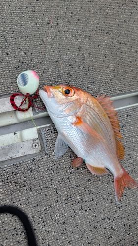 レンコダイの釣果