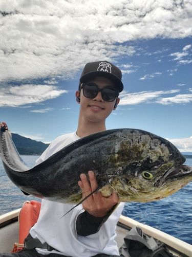 シイラの釣果